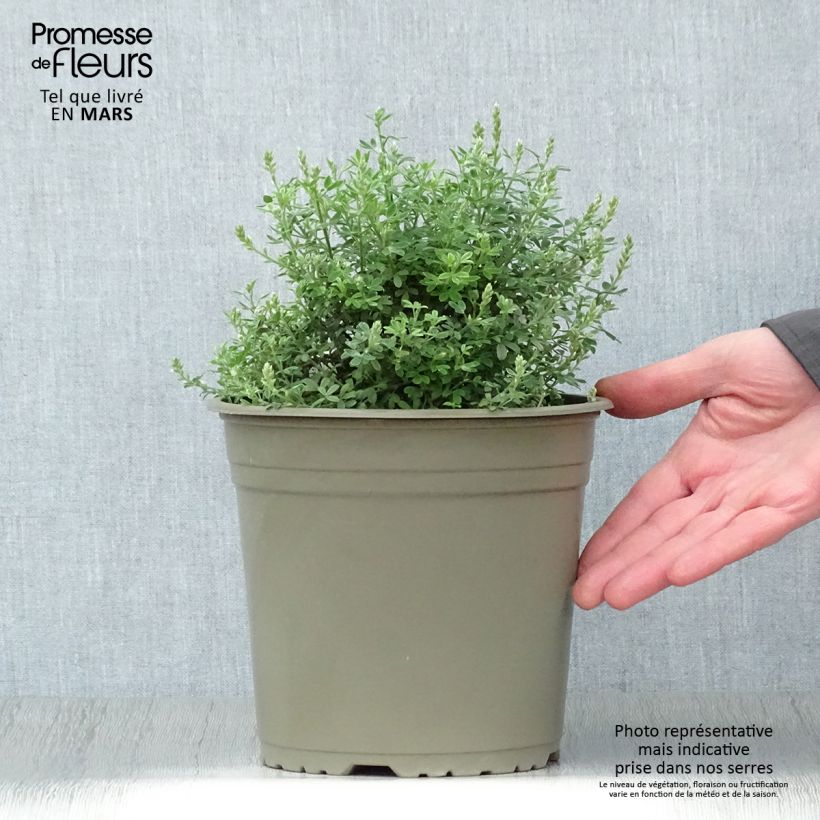 Spécimen de Cytisus racemosus Phebus - Genêt de Tenerife en pot de 4l/5l tel que livré au printemps