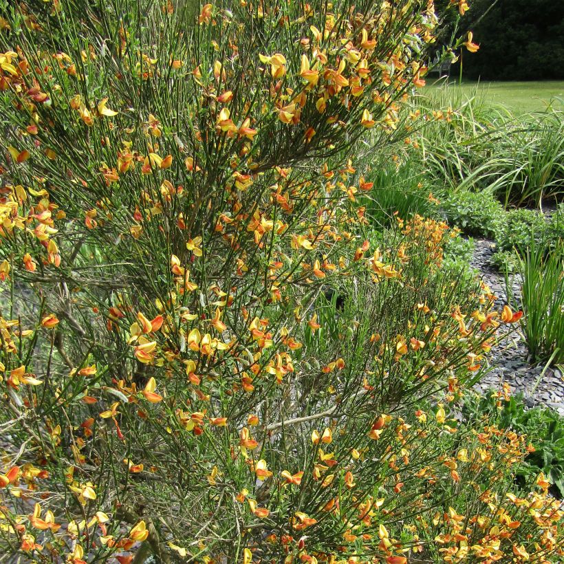 Cytisus scoparius Apricot Gem - Genêt à balais (Floraison)