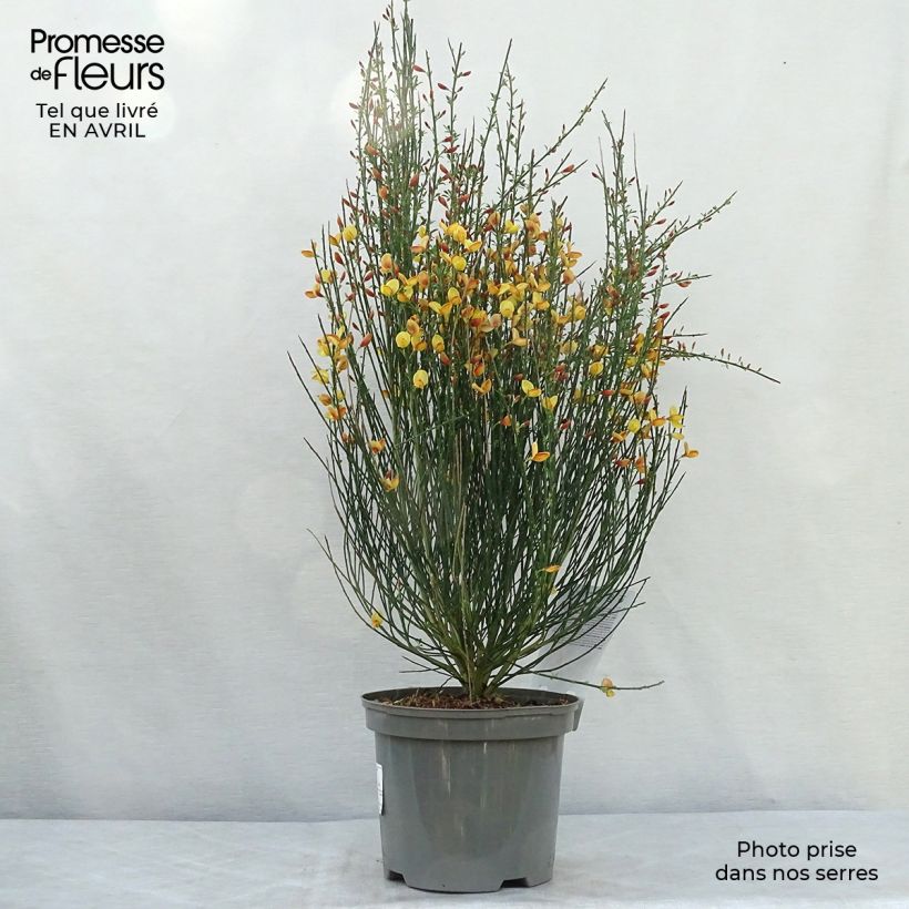 Spécimen de Cytisus scoparius Apricot Gem - Genêt à balais tel que livré au printemps