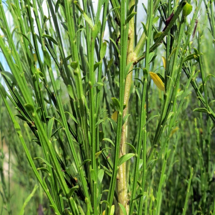 Genêt à balais - Cytisus scoparius Burkwoodii (Feuillage)