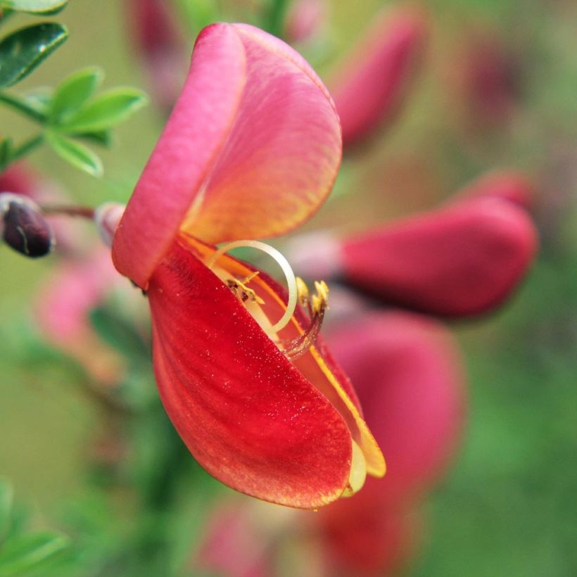 Genêt à balais - Cytisus scoparius Burkwoodii (Floraison)