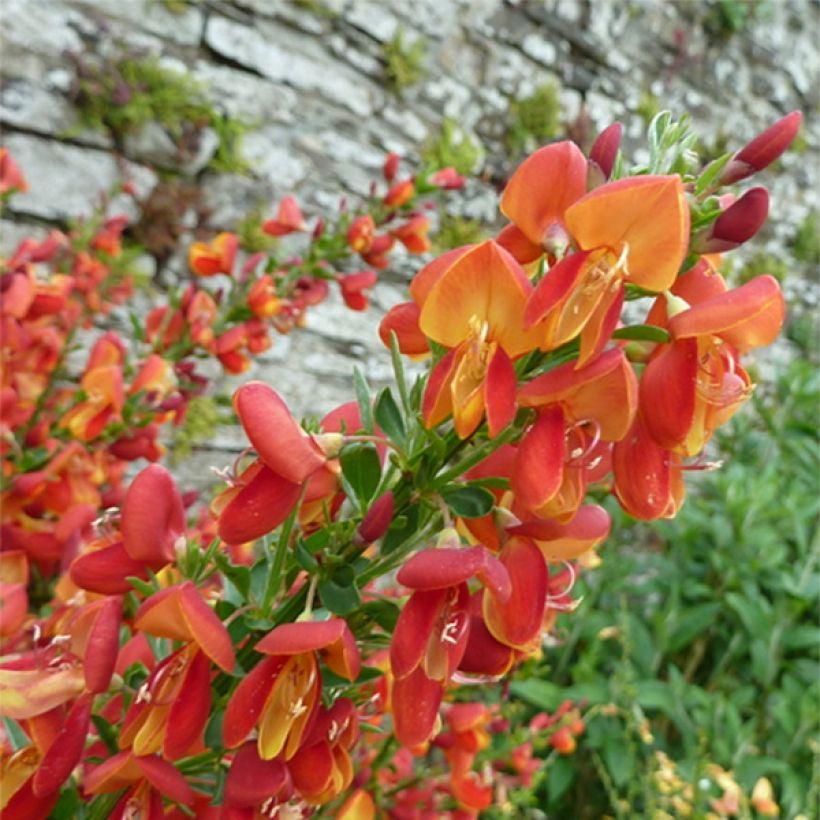 Genêt à balais - Cytisus scoparius Goldfinch (Floraison)