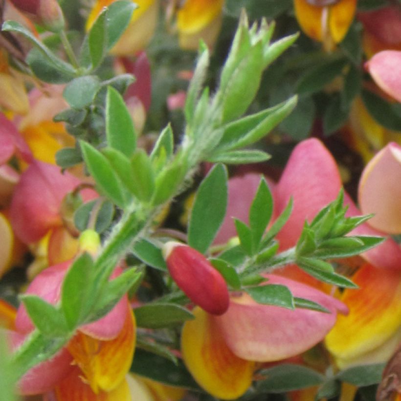 Genêt à balais - Cytisus scoparius La Coquette (Feuillage)