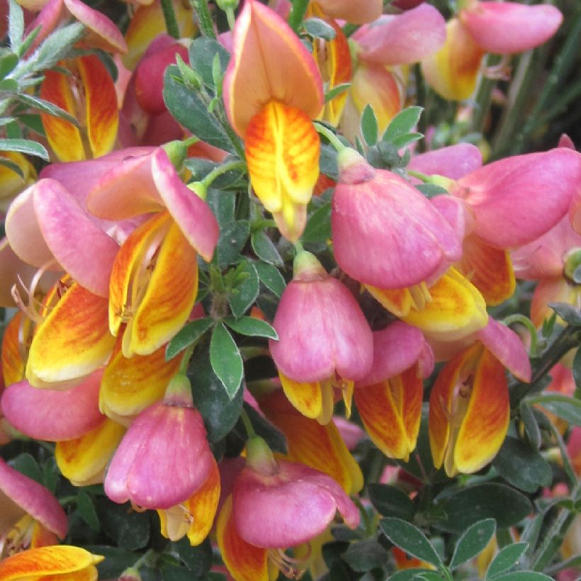 Genêt à balais - Cytisus scoparius La Coquette (Floraison)