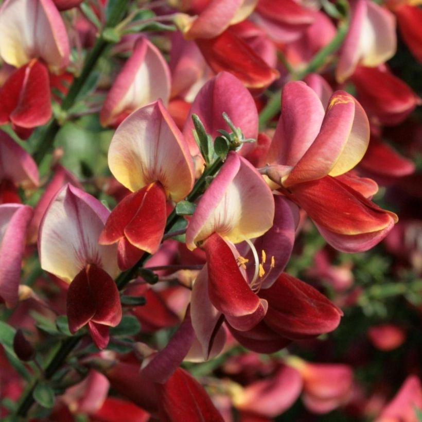 Genêt à balais - Cytisus scoparius Roter Favorit (Floraison)