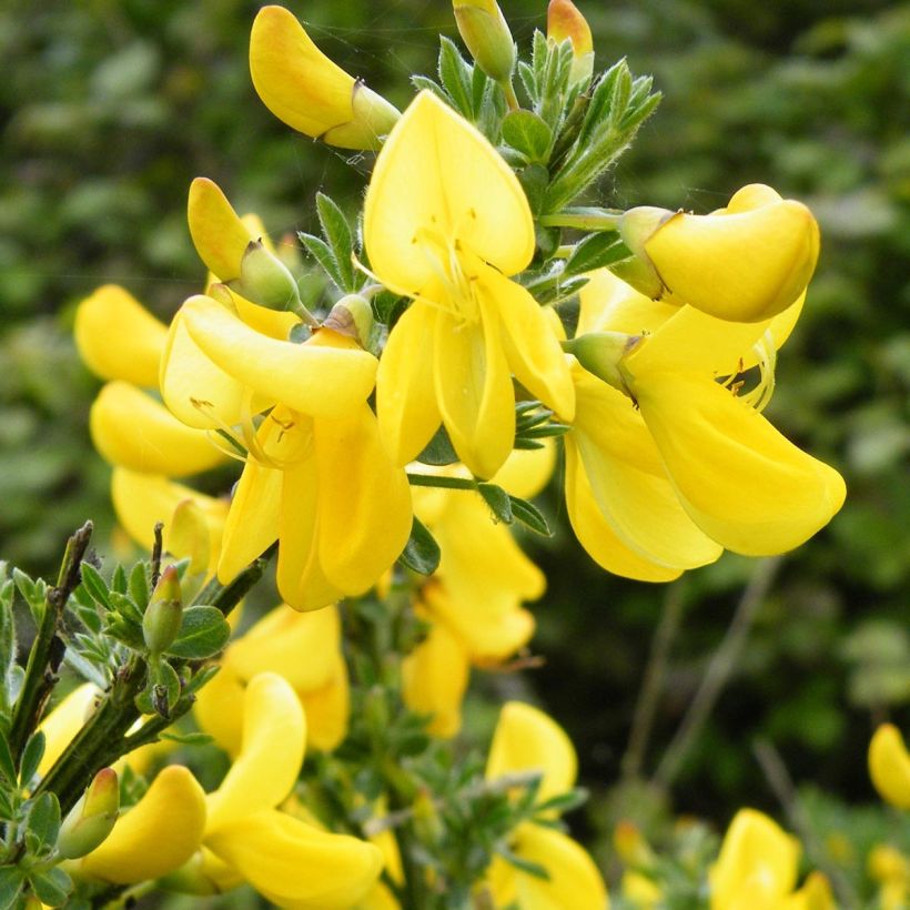 Genêt à balais - Cytisus scoparius Vanesse (Floraison)