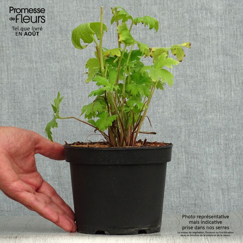 Spécimen de Delphinium Pacific Astolat - Pied d'Alouette vivace Pot de 2L/3L tel que livré en été