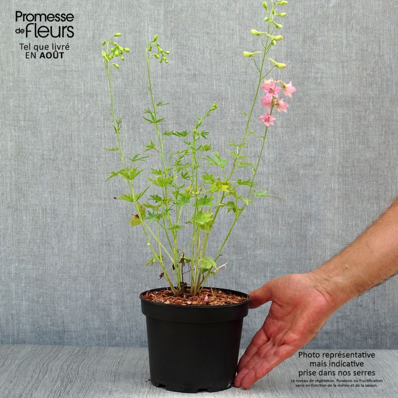 Spécimen de Delphinium Ruysii Pink Sensation, Pied d'Alouette tel que livré en ete
