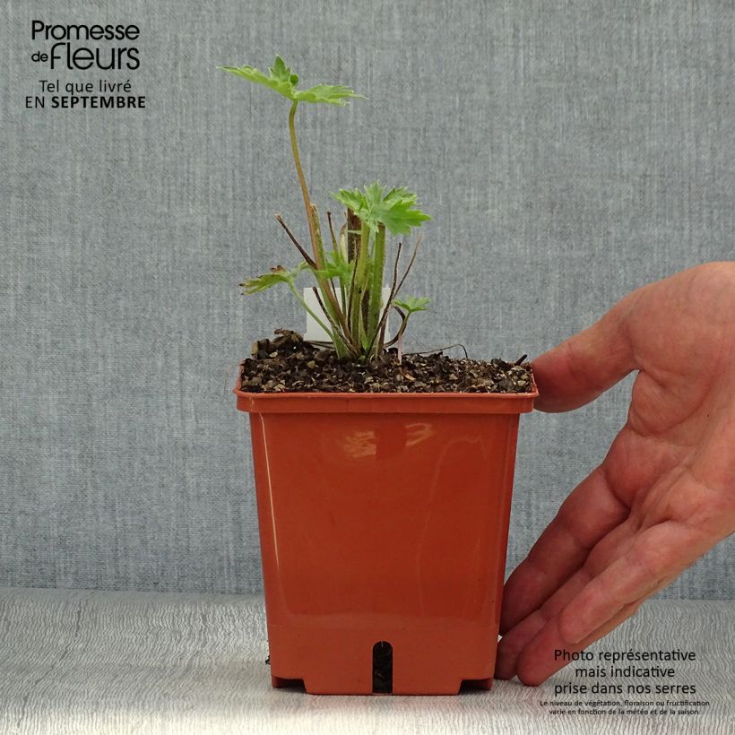 Spécimen de Delphinium Highlander Sweet Sensation - Pied d'Alouette vivace Pot de 1L/1,5L tel que livré en automne