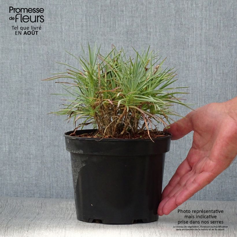 Spécimen de Dianthus plumarius Cranmere Pool - Oeillet mignardise Pot de 2L/3L tel que livré en été