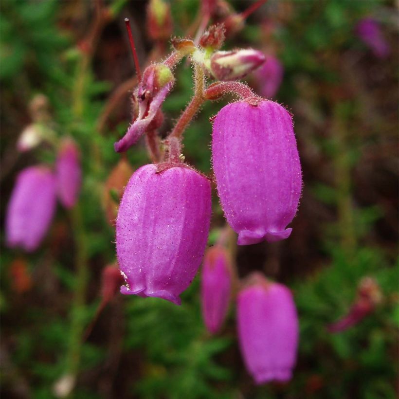 Daboecia cantabrica - Bruyère de Saint Daboec (Floraison)