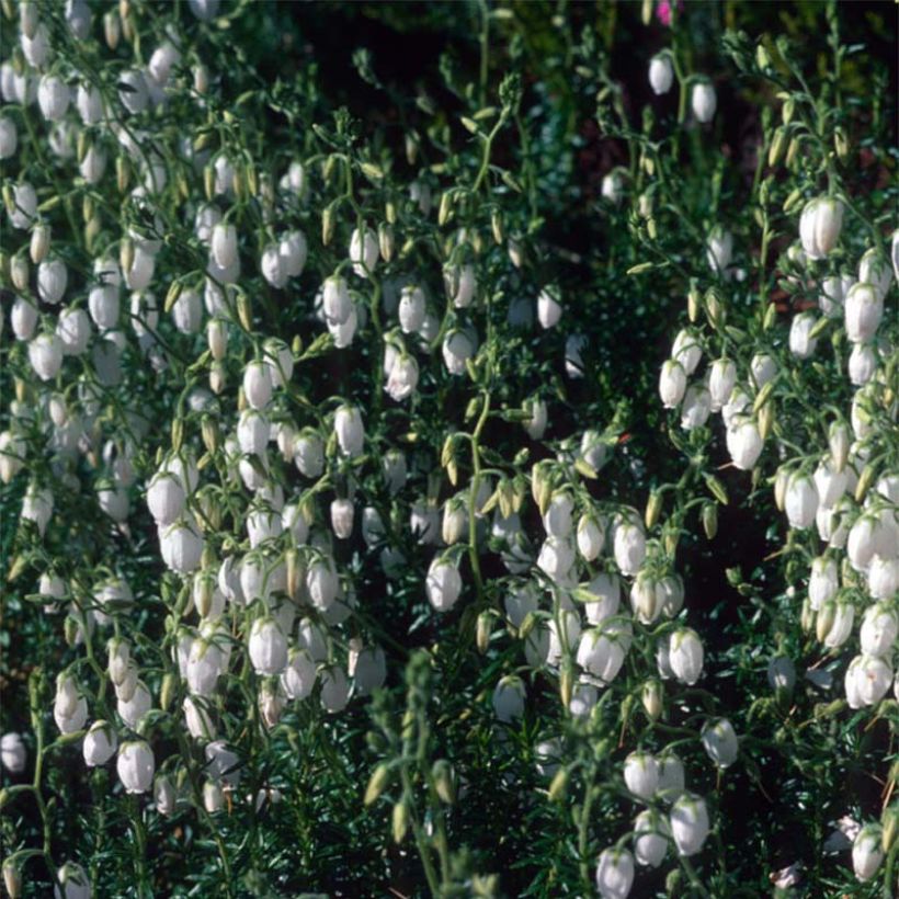 Daboecia cantabrica Alba - Bruyère de Saint Daboec blanche (Floraison)