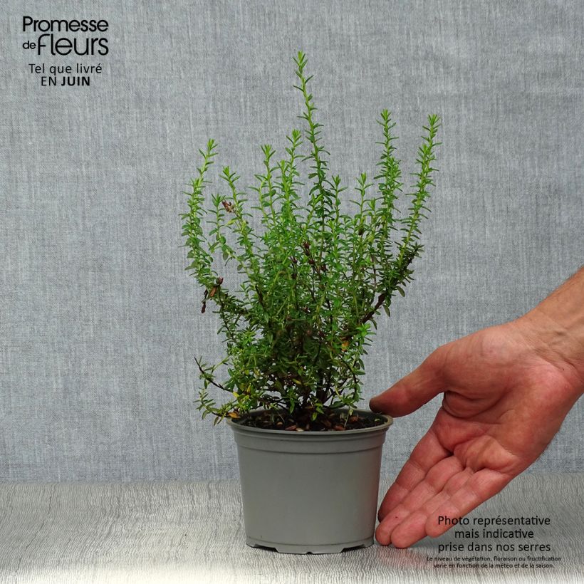 Spécimen de Daboecia cantabrica Alba - Bruyère de Saint Daboec blanche Pot de 12 cm / 13 cm tel que livré en été