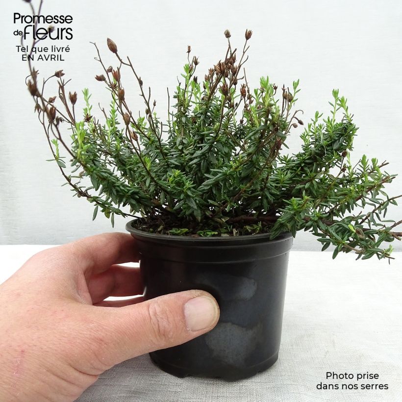 Spécimen de Daboecia cantabrica Alba - Bruyère de Saint Daboec blanche Pot de 12 cm tel que livré au printemps