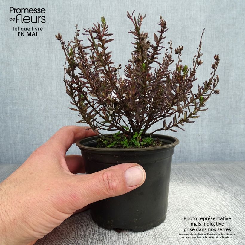 Spécimen de Daboecia cantabrica - Bruyère de Saint Daboec Pot de 12 cm tel que livré au printemps