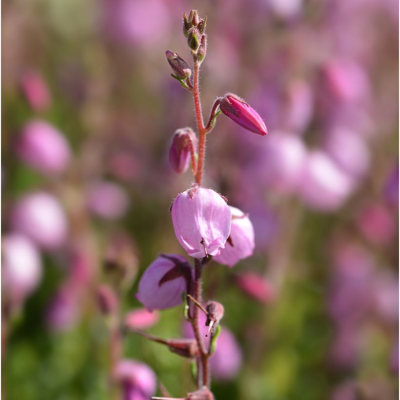 Daboecia cantabrica Globosa Pink - Bruyère de Saint Daboec (Floraison)