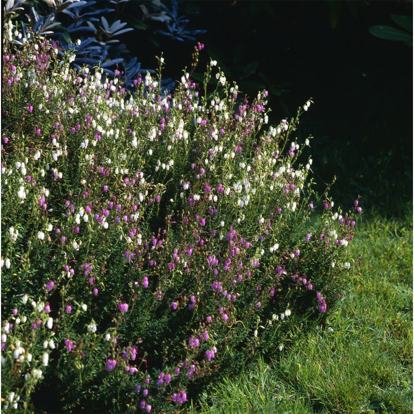 Daboecia cantabrica Globosa Pink - Bruyère de Saint Daboec (Port)