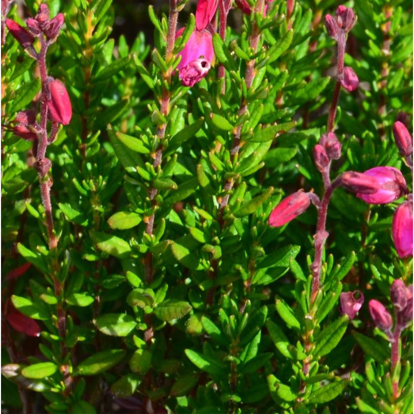 Daboecia cantabrica Waley's Red - Bruyère de Saint Daboec (Feuillage)