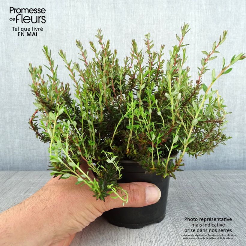 Spécimen de Daboecia scotica William Buchanan - Bruyère de Saint-Daboec  Pot de 12 cm tel que livré au printemps