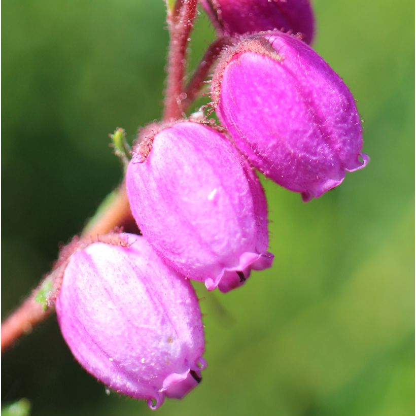 Daboecia scotica William Buchanan - Bruyère de Saint-Daboec  (Floraison)