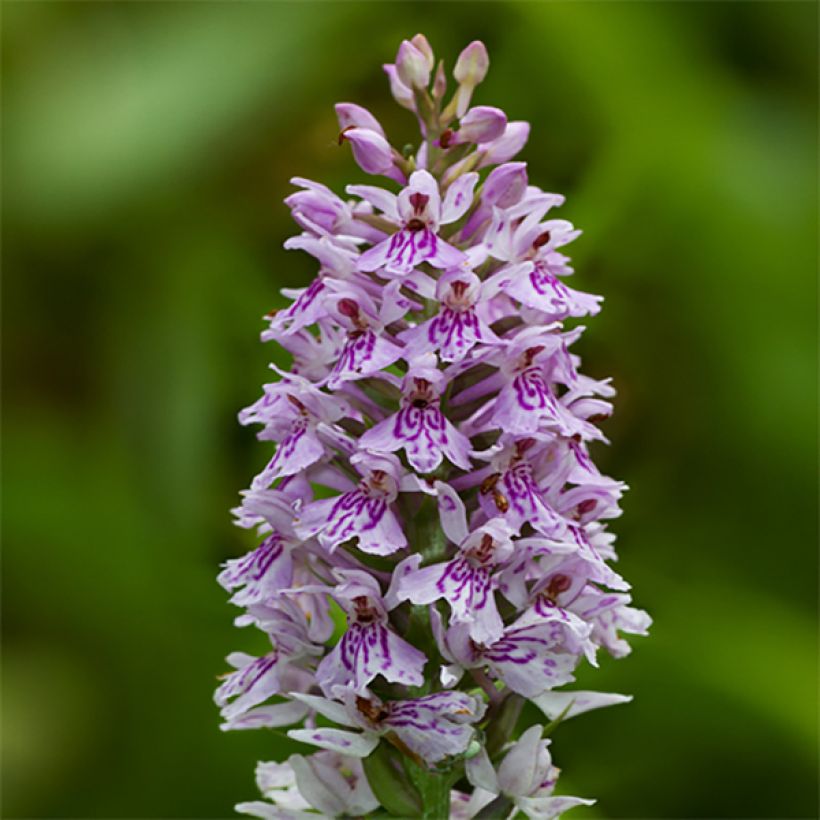 Dactylorhiza fuchsii - Orchis de Fuchs (Floraison)