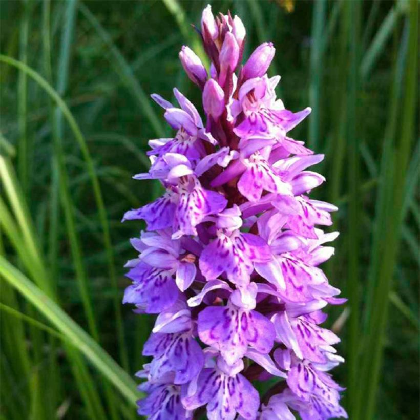 Dactylorhiza maculata, Orchis tacheté - Orchidée terrestre et vivace (Floraison)