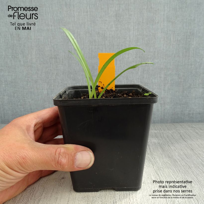 Spécimen de Dactylorhiza maculata, Orchis tacheté - Orchidée terrestre et vivace Godet 8/9cm tel que livré au printemps