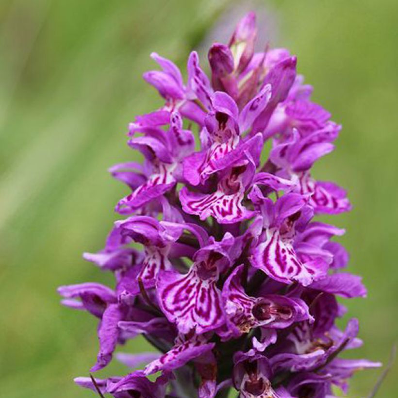 Dactylorhiza majalis - Orchis de Mai ou à feuilles larges  (Floraison)