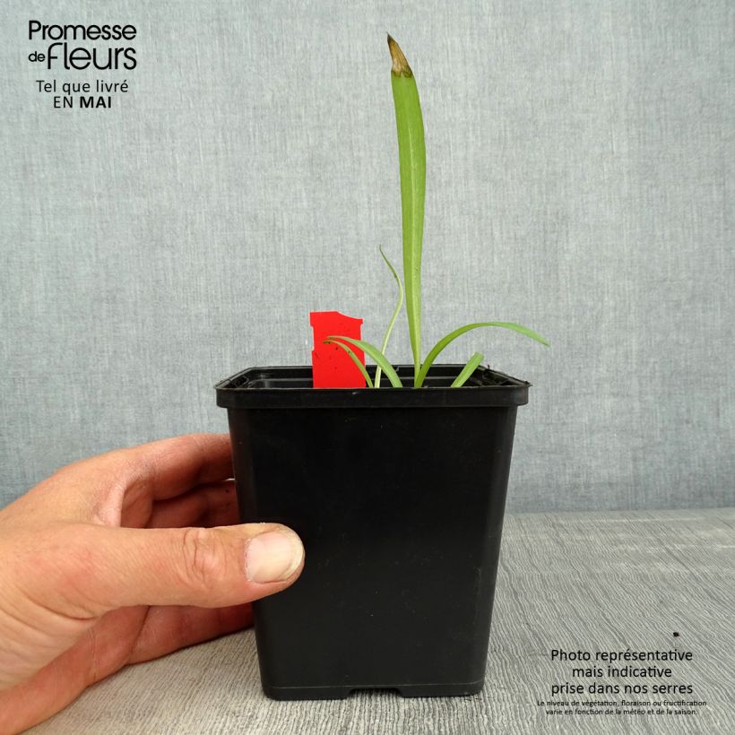 Spécimen de Dactylorhiza majalis - Orchis de Mai ou à feuilles larges  Godet 8/9cm tel que livré au printemps