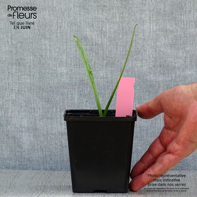 Spécimen de Dactylorhiza purpurella, Orchis pourpre - Orchidée vivace de jardin Godet de 8/9 cm tel que livré en été