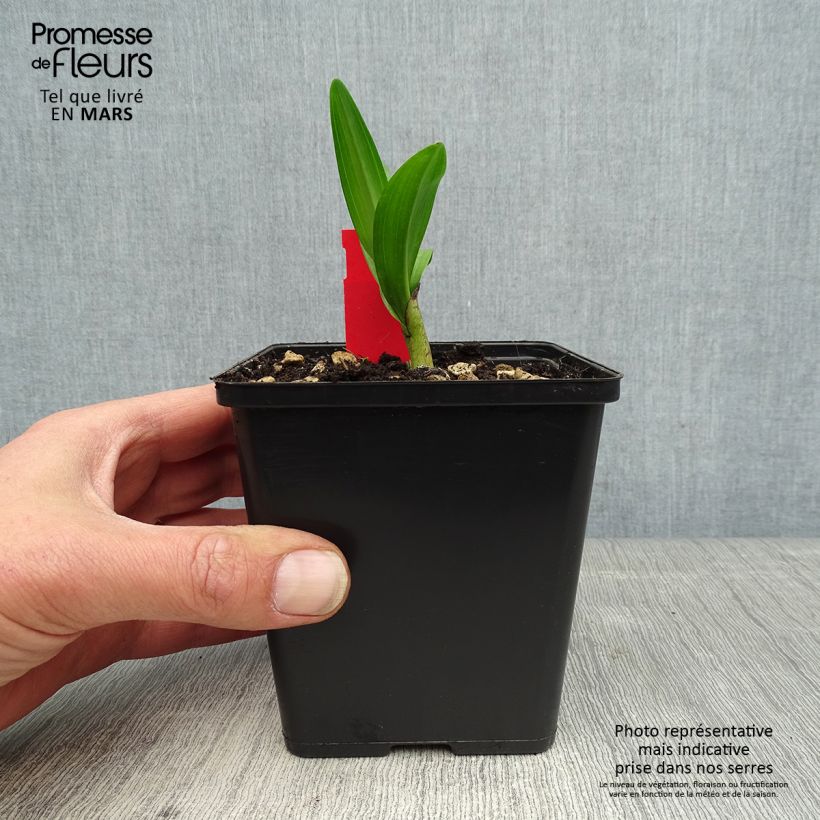 Spécimen de Dactylorhiza purpurella, Orchis pourpre - Orchidée vivace de jardin godet 8/9cm tel que livré au printemps