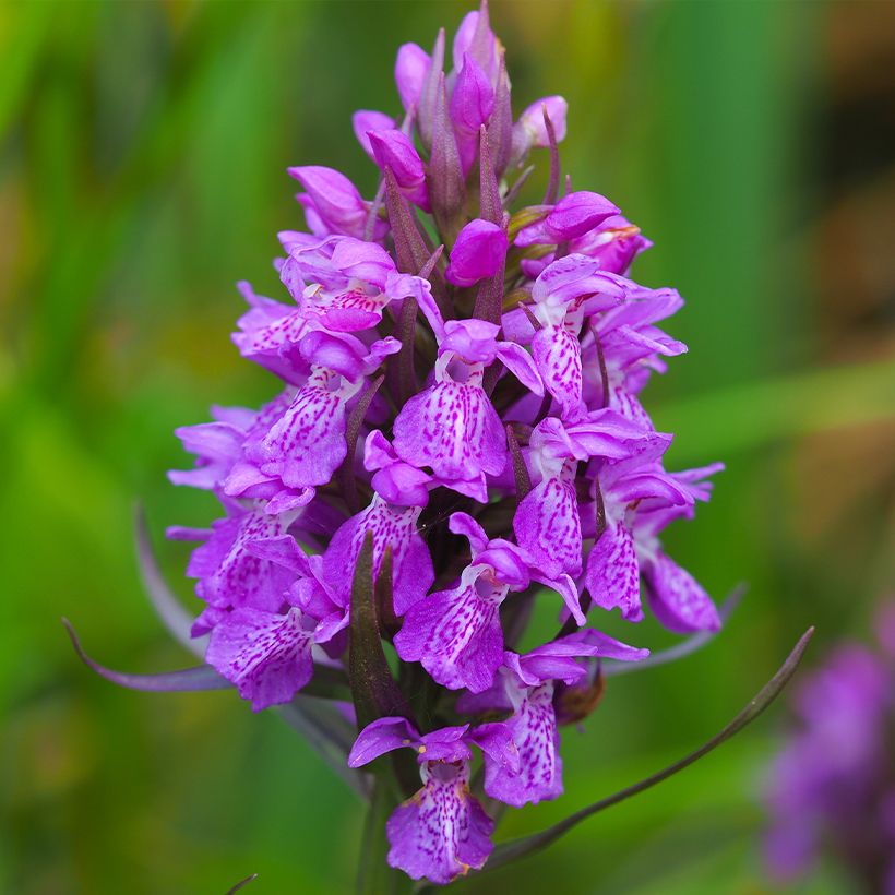 Dactylorhiza purpurella, Orchis pourpre - Orchidée vivace de jardin (Floraison)