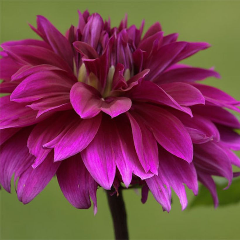 Dahlia décoratif Alva's Regalia (Floraison)