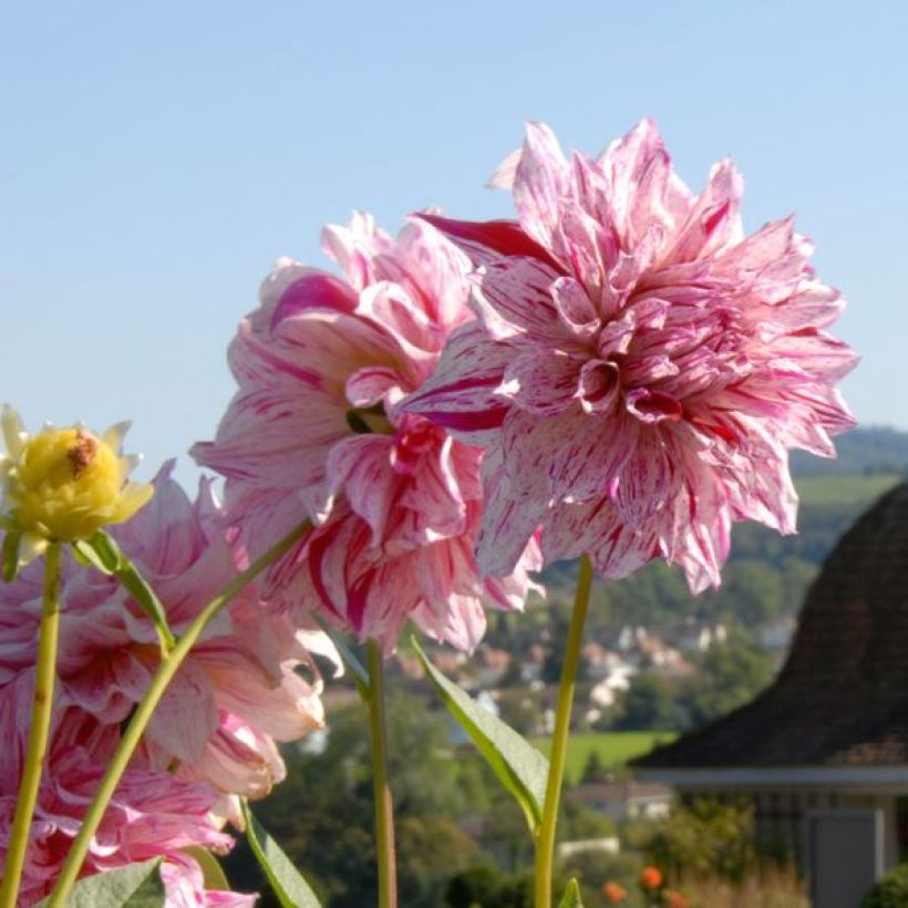 Dahlia décoratif Anatol (Floraison)