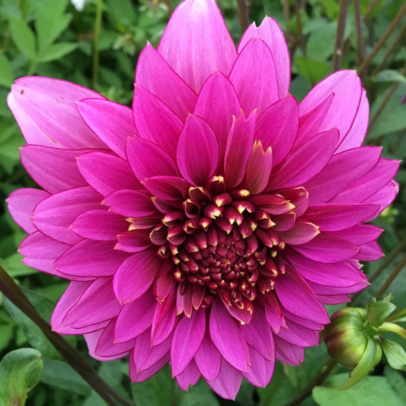 Dahlia Anémone Mambo (Floraison)