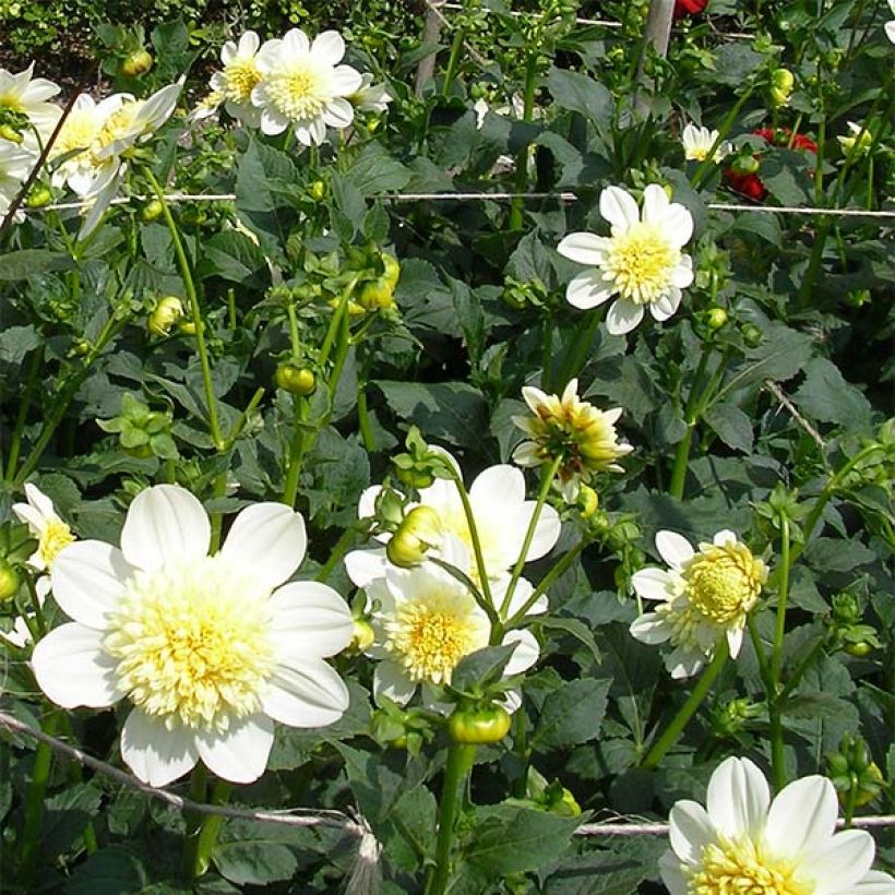 Dahlia anémone Platinum Blonde (Floraison)