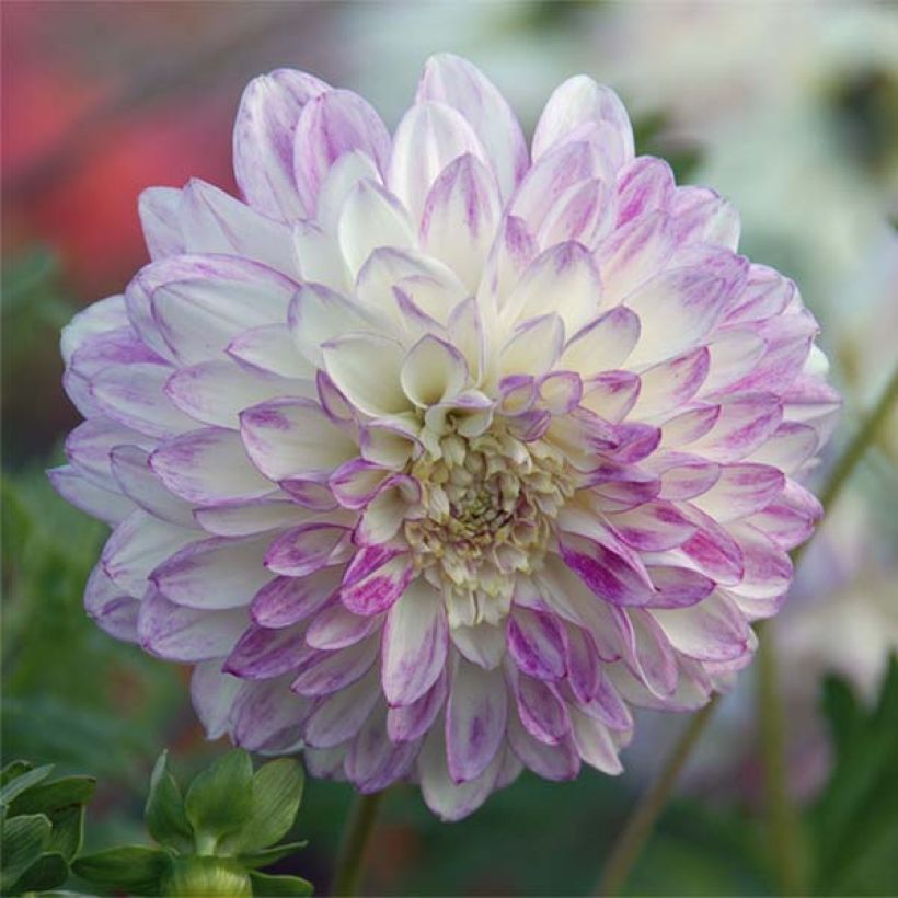 Dahlia anémone Que Sera (Floraison)