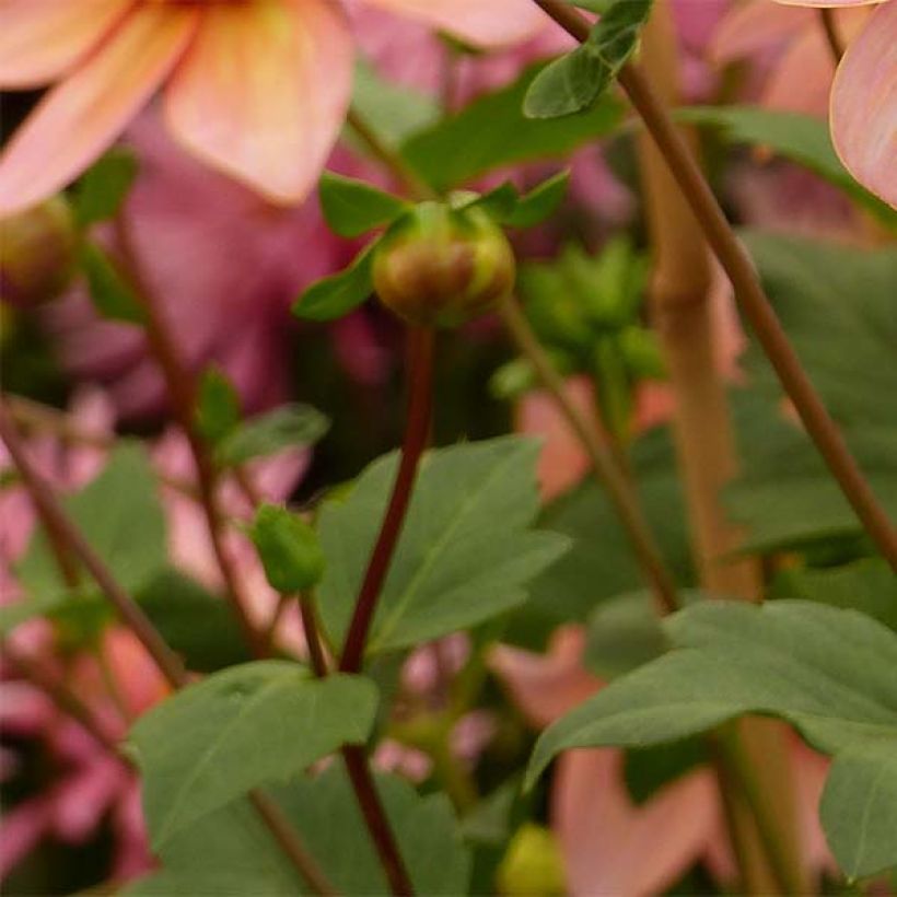 Dahlia anémone Totally Tangerine (Feuillage)