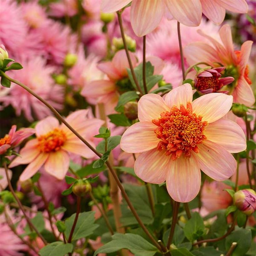 Dahlia anémone Totally Tangerine (Floraison)