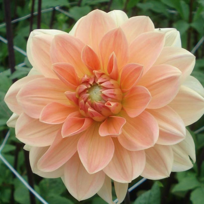 Dahlia camélia Apricot Desire (Floraison)