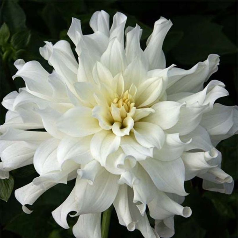 Dahlia cactus nain Aspen (Floraison)