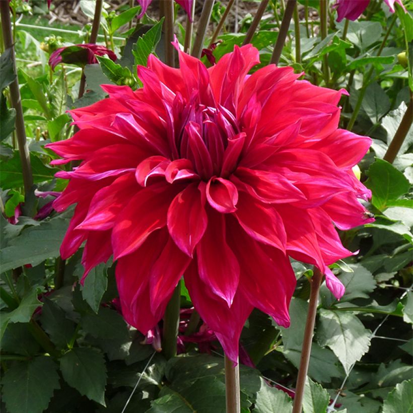 Dahlia décoratif Babylon Paars (Floraison)