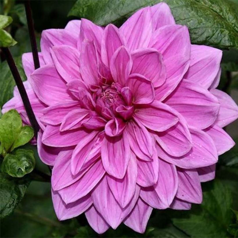 Dahlia décoratif Babylon Rose  (Floraison)