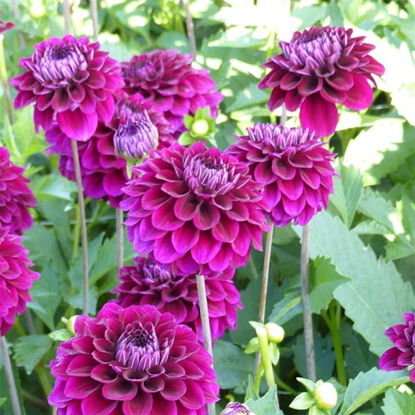 Dahlia décoratif Duke Duweno (Floraison)