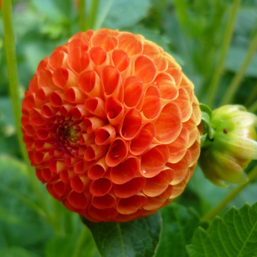 Dahlia balle Bantling (Floraison)