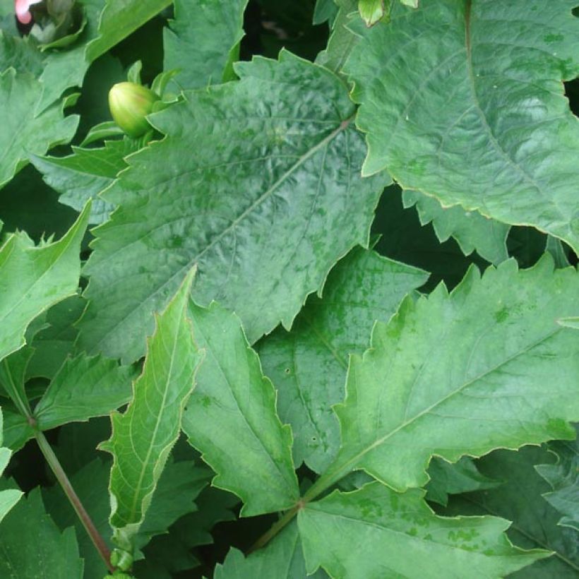 Dahlia nain Berliner Kleene (Feuillage)