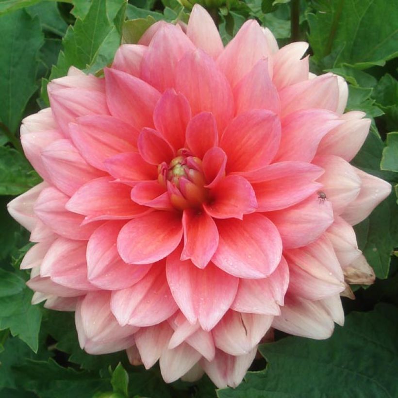 Dahlia nain Berliner Kleene (Floraison)