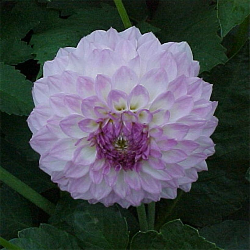 Dahlia décoratif Bistro* (Floraison)