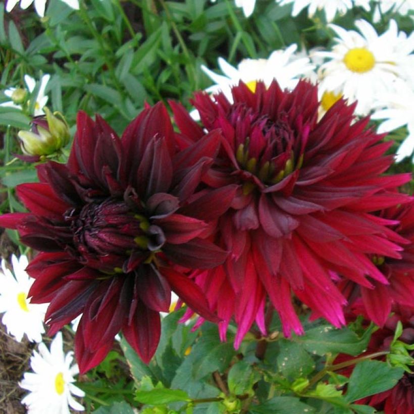 Dahlia Cactus Dentelle Black Touch (Floraison)