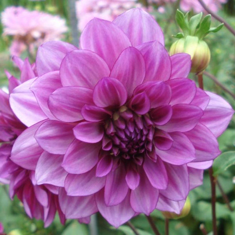 Dahlia décoratif Blue Bell (Floraison)